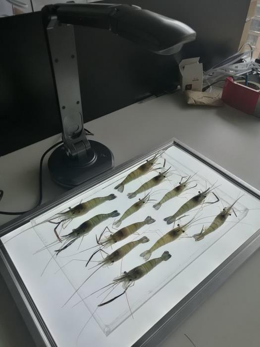 SC-B型魚蝦苗自動(dòng)測(cè)量分析儀