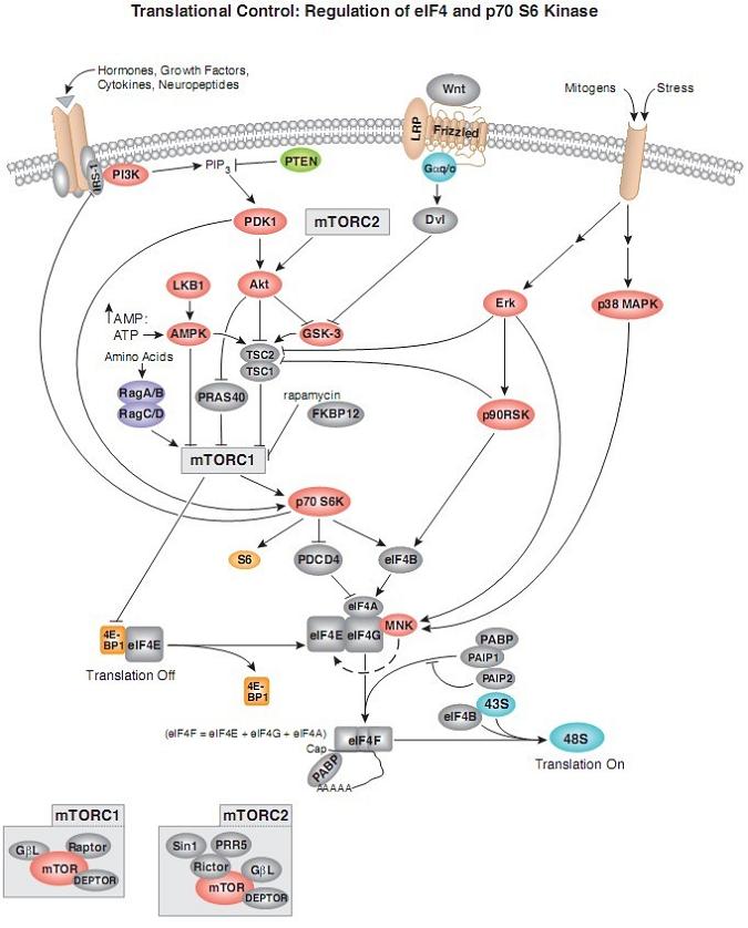 B Cell Receptor ̖(ho)ͨ·D
