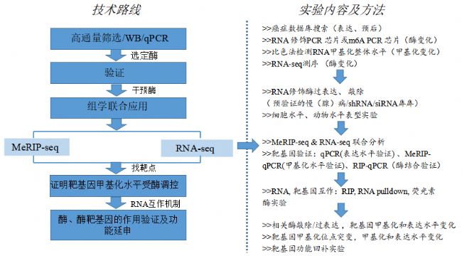 云序生物推薦RNA修飾研究技術(shù)路線