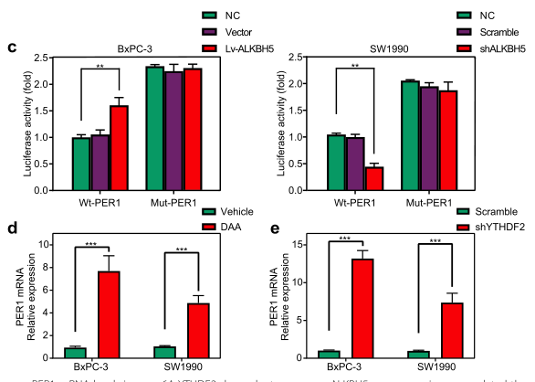 ȱALKBH5l(f)m6AReYTHDF2T(do)mRNA(do)PER1mRNAˮƽ