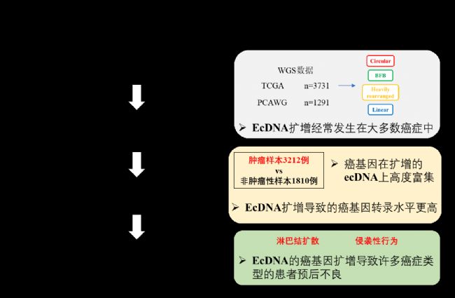 本文在ai癥基因組學(xué)和廣 泛的患者群體實(shí)用性之間建立聯(lián)系,發(fā)現(xiàn)人類ai癥中ecDNA進(jìn)行診斷或治 療的潛力。