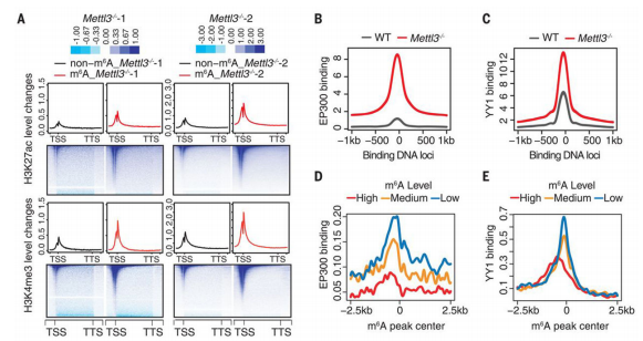 4m6A{(dio)صcarRNA(wn)Ⱦɫ|(zh)_(ki)ŠB(ti)ļTFsM(jn)D(zhun)䛼