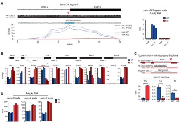 3λc(din) m6A  SAM ϳøǰw mRNA ļ