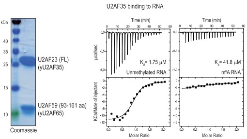  m6A׻ֹ˱U2AF35(du)λc(din)R(sh)e