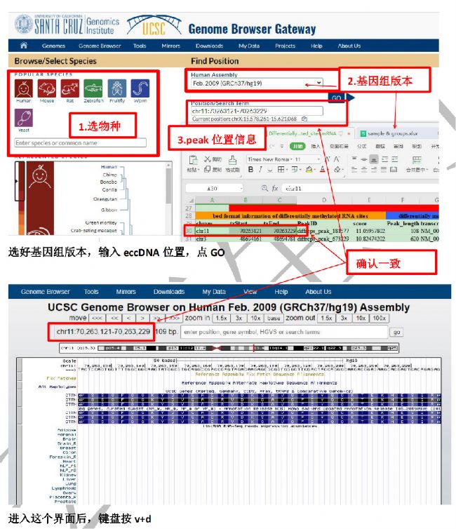 (1)MeRIP-seq的測(cè)序結(jié)果中篩選得來(lái)