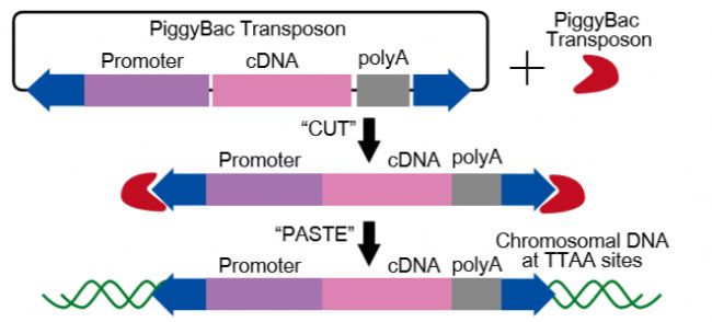 D5. PBD(zhun)ϵy(tng).png
