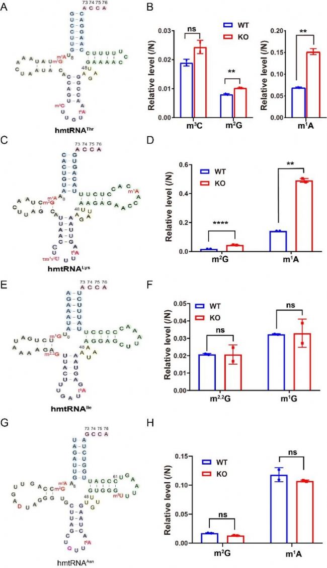 ˾(xin)wtRNA t6A(du)(xin)w_(d){(dio)صĶ