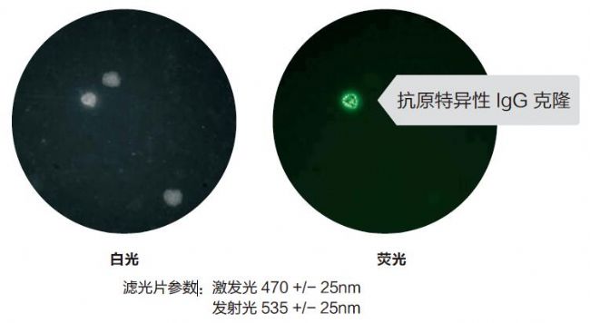 細胞克隆篩選系統(tǒng)